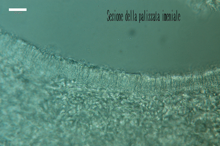 Crosta che sembra stucco - foto 5751